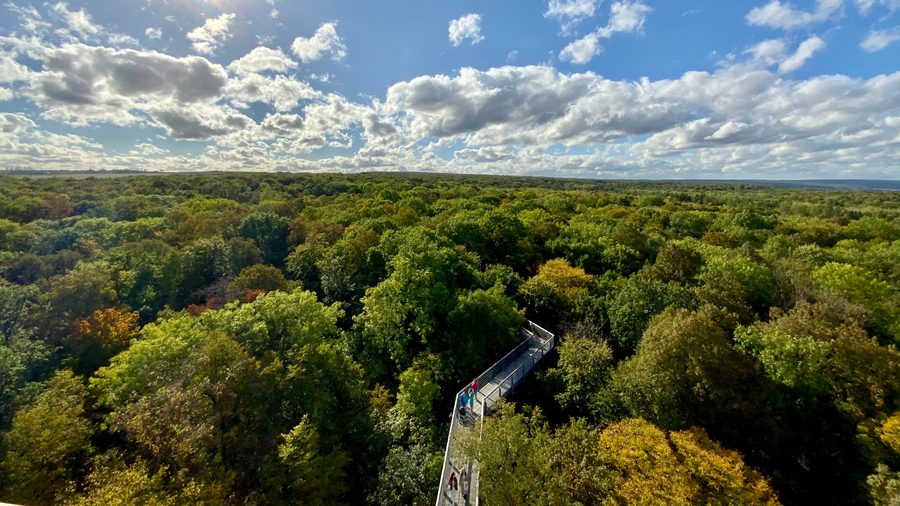 Nationalpark Hainich – Baumkronenpfad im Urwald